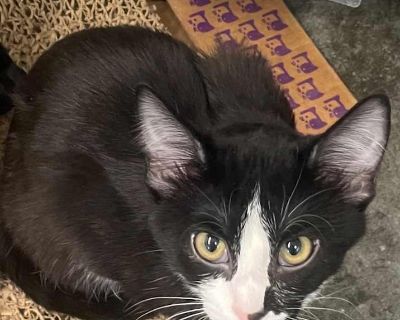 Child. Hair: short. Microchipped. Similar to some of his other littermates, Blue enjoys following around human friends and caregivers. He's a little less nosey than his sister Violet in particular, but what he lacks in curiosity he more than makes up for in affection and sweetness. Adoption process If you are interested in one of our adoptable pets, you can visit the the Adoption Center and fil...