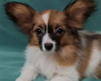 Papillon Puppy for Sale in Massachusetts (MA)