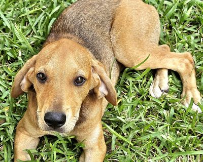 Th - Redbone Coonhound Male Dog for Adoption