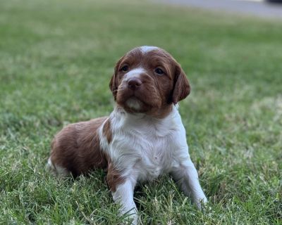 2 Male and 1 Female Brittany Puppies for Sale