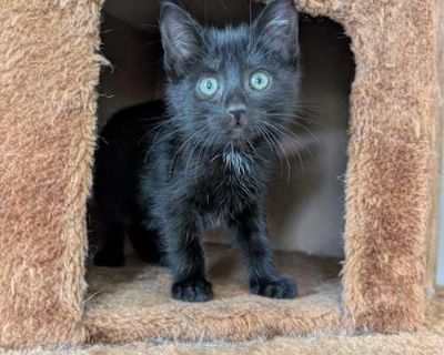 Amethyst - Domestic Shorthair Female Cat for Adoption