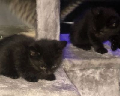 Two Black Kittens (HEALTHY!!) $50 each