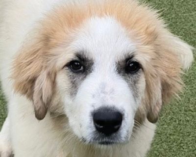 LUCILLE - Great Pyrenees Female Puppy for Adoption