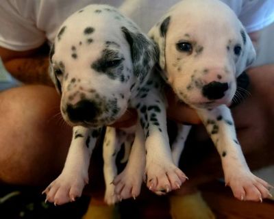 AKC Dalmatian Puppies
