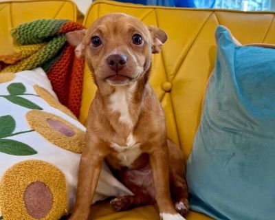 Meet Dante! Say hello to Dante, an adorable 8-month-old pup bursting with joy and puppy energy! This sweet boy is full of life, fun, and endless tail wags. Dante absolutely loves people and soaks up every bit of affection he can get belly rubs are his absolute favorite! Hes great with kids and loves to play with his toys, always ready for a game or a cuddle. Dante would fit right in with a lovi...