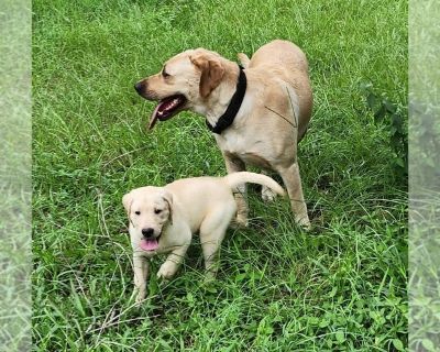 Litter of 2 - Labrador Retriever Male Puppy for Adoption