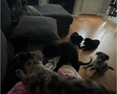 Turkey, Jelly, Butter - Australian Cattle Dog / German Shepherd Female Puppy