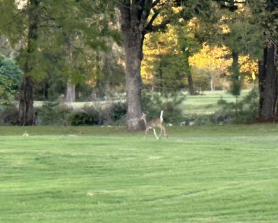 3 Bedroom 2BA 1220 ft Apartment For Rent in Huntsville, TX