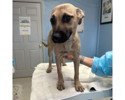 Camillo - Mixed Breed (Medium)/Pointer Mix Male Puppy for Adoption