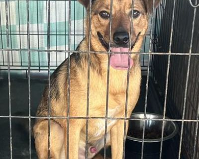 Hi, my name is Zero! I ll be turning one on November 18, 2025. I live in Texas with my wonderful humans. I m potty trained, kennel trained, and I love to play with all my squeaky toys, especially my squeaky balls! I both like to play with cats, but not for too long. I love to play with them and chase them around, but I hate it when they start to smack me. I do wear a harness and walk on a leash...