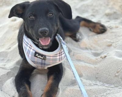 Skeletor CM - Black Labrador Retriever & Rottweiler Mix Male Puppy for Adoption