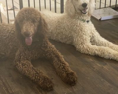 They have AKC papers but adopted out sterilized. Great with other dogs , indifferent to cats, loves children, lovies, and play. They are house dogs ?. Characteristics Affectionate, Couch, Friendly, Curious, Funny, Loves, Loyal, Gentle, Playful, Quiet, Smart Coat length Long House-trained Yes Health Vaccinations up to date, spayed / neutered.. Puppy Male Medium White / Cream