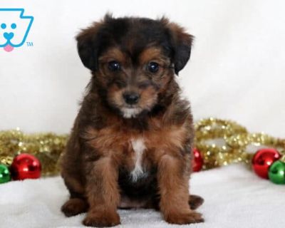 Caramel - Female Jackapoo Puppy for Sale