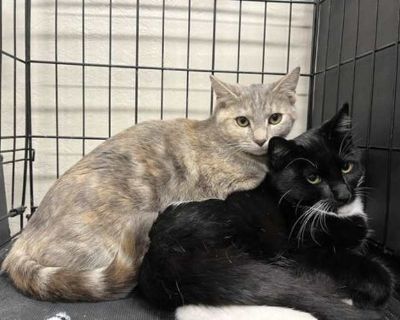 Want to meet? [ Fill out the Application ] , then email it to the contact in this bio.. Good with kids Good with cats Purebred Shots current Spayed / Neutered Housetrained. Breed Domestic Shorthair Color Black & White or Tuxedo Age Kitten Sex Male Pet ID 22052324-297 Hair Length short