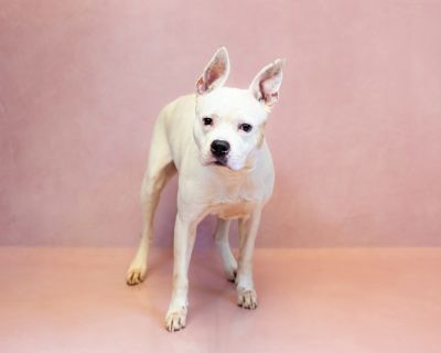 Pen 203c Kayla - American Bulldog Mix Female Dog for Adoption