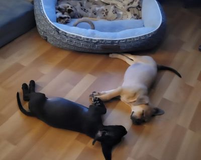 Autumn is a young mixed breed puppy looking for her furever home! We expect her to be on the larger side of medium when she is full-grown, but it will be a surprise! Autumn is a smart little girl who loves nothing more than a good nap with her people or a playful romp with her dog pals! Autumn is dewormed, microchipped, and has age-appropriate vaccines. Her adoption will include a contract requ...