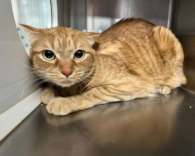 Minestrone - Domestic Short Hair Female Cat for Adoption