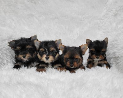 3 Male and 1 Female Yorkshire Terrier Puppies for Sale