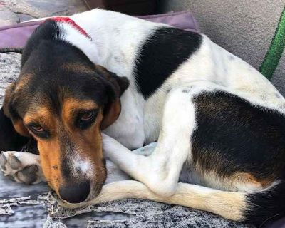 Daisy Mae - Beagle/Basset Hound Mix Female Dog for Adoption