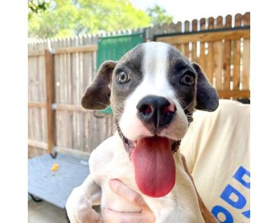 Bono - Terrier (Unknown Type, Medium)/Boxer Mix Male Puppy for Adoption