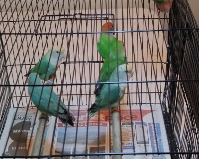 beautiful baby love bird and baby parakeet