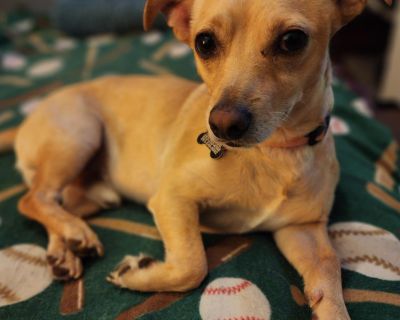 Jason - Chihuahua Mix Male Dog for Adoption