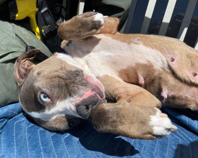 Suki - Pit Bull Terrier Female Dog for Adoption