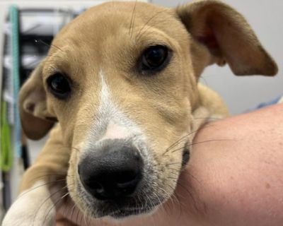 Muddy - Shar-Pei Mix Male Puppy for Adoption