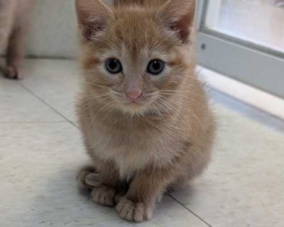 Georgette - Domestic Shorthair Female Cat for Adoption
