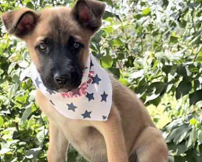 Misty - German Shepherd Dog/Husky Mix Female Puppy for Adoption