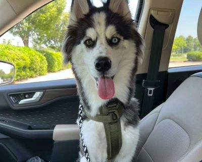 Max - Siberian Husky Male Dog for Adoption