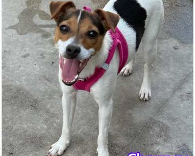 Chauncy - Jack Russell Terrier Female Dog for Adoption