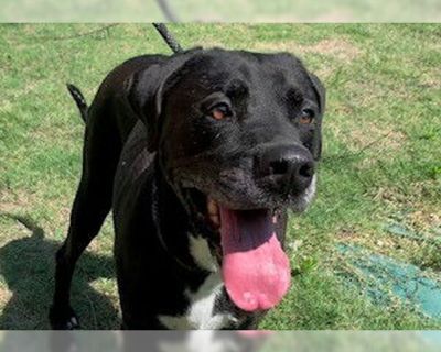 HULK - Labrador Retriever Mix Male Adult Dog for Adoption