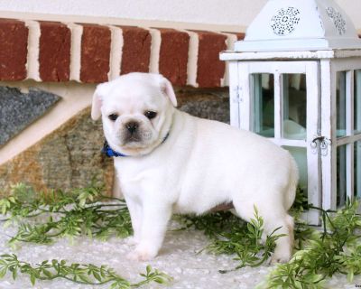 Violet - 6 Weeks Female Pug Puppy for Sale
