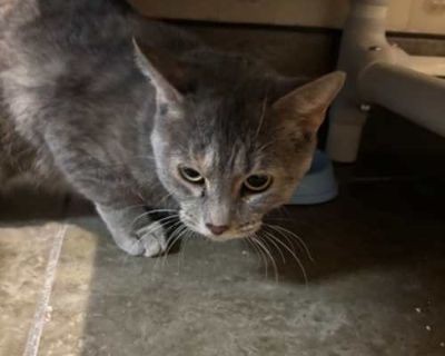 String Cheese - Domestic Shorthair Female Cat for Adoption