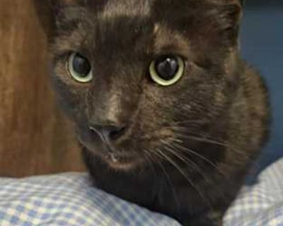 Croppy - Domestic Shorthair Male Cat for Adoption