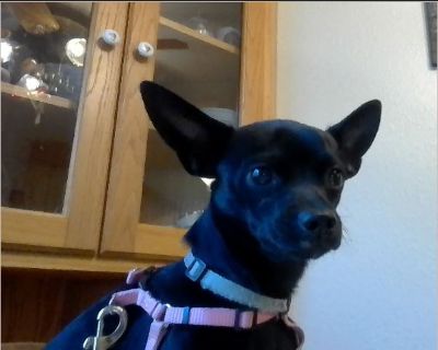 - Male Puppy Chihuahua for Adoption