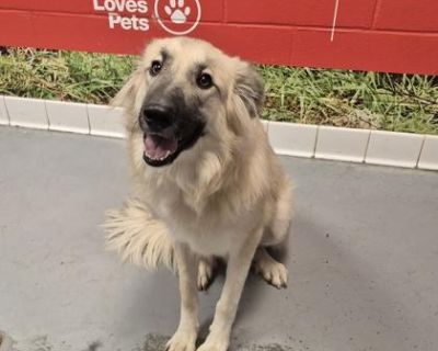 Autumn - Mixed Breed Female Dog for Adoption