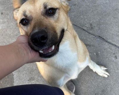 Hi, I'm Winnie! I'm an awesome girl who's super loving and respectful of my humans. The nice folks at RDR will update my profile when they learn more about me. I cannot wait to find a forever home where I can share all the love I've got to give. Please visit our website www.ruraldogrescue.com to learn more about this amazing dog and to see other dogs available for adoption!. Young Female Medium...