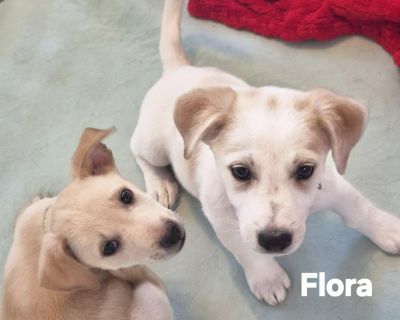 Meet Flora and Flint!! Breed: Dachsador!! A Lab and Dachshund mix.... Rescued from: South Texas Age: Babies! 12 weeks Weight: 6 to7 lbs Vetting: We have all our shots! WE CAN BE ADOPTED SEPARATELY OR AS A PAIR! We were ABANDONED IN A BOX in South Texas.. Despite our tough start, We are full of love and ready to find our forever family! We are:: Friendly We love everyone and everything! Playful ...