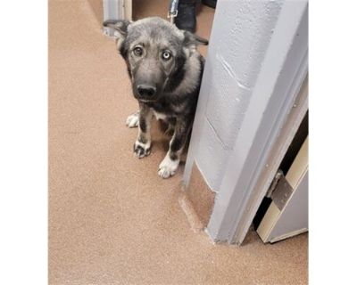 INDIANA - Husky Male Puppy for Adoption