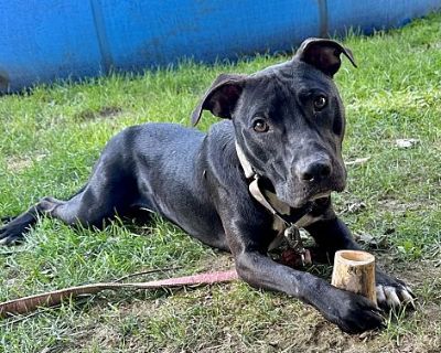 SJ aka Lenny - Labrador Retriever/Pit Bull Terrier Mix Male Dog for Adoption