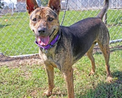 Aralyn - Cattle Dog Mix Female Dog for Adoption