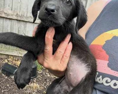 Laze - Labrador Retriever/Border Collie Mix Female Puppy for Adoption