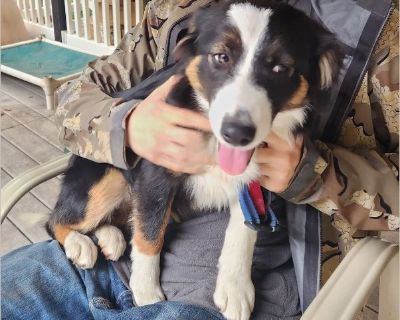 Meet Layla! Dropped off in a nice neighborhood in Springville along with her sister Pearl. We figure they came from Porterville or Terra Bella, probably bred, couldn't be sold, so they got sent off with knapsacks. Layla is about 5 months old, a Border Collie/Aussie mix. She is vaccinated and microchipped, and will get a spay very soon. Once that's done Layla is ready to find her forever home. D...