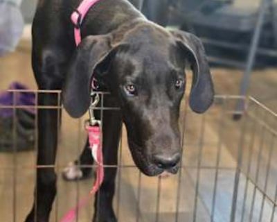 Bella - Great Dane Female Dog for Adoption