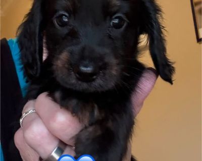 Dachshund Pups AKC