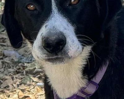 Young. Brindle - with white. . Lucy is a medium-sized, sweet, healthy, smart, amiable, agile, affectionate, wonderful dog. She would make an amazing family dog. She gets along well with everyone. Has excellent recall. She has been a terrific mother and now it is time for her to have a forever home! She is a good good girl would make a wonderful family pet with inquired about her. Please include...