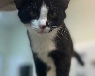 Shots current Spayed / Neutered. Breed Domestic Shorthair Color Age 4 months old, Kitten Sex Female Pet ID C25121 Hair Length short