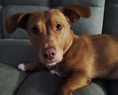 Chicken Newton - Dachshund/Beagle Mix Male Dog for Adoption